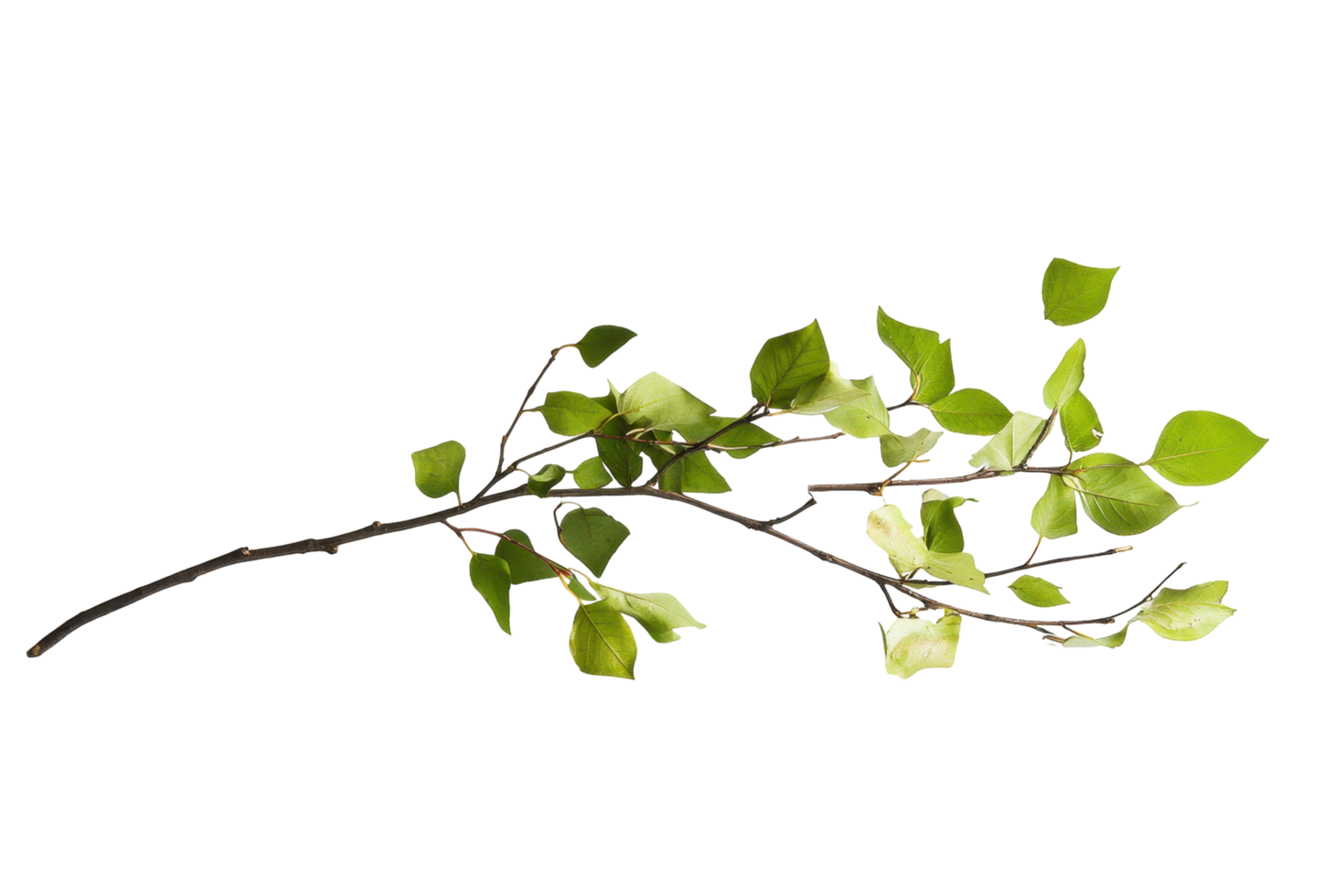 Abstract floral design with vibrant green leaves and branches. png