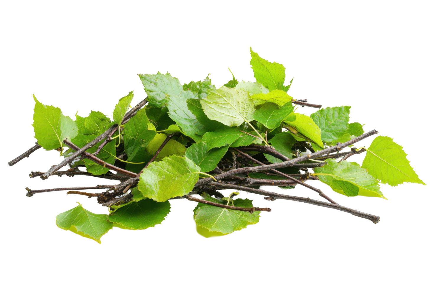 Lush, fresh foliage and branches arranged in a vibrant pile. png