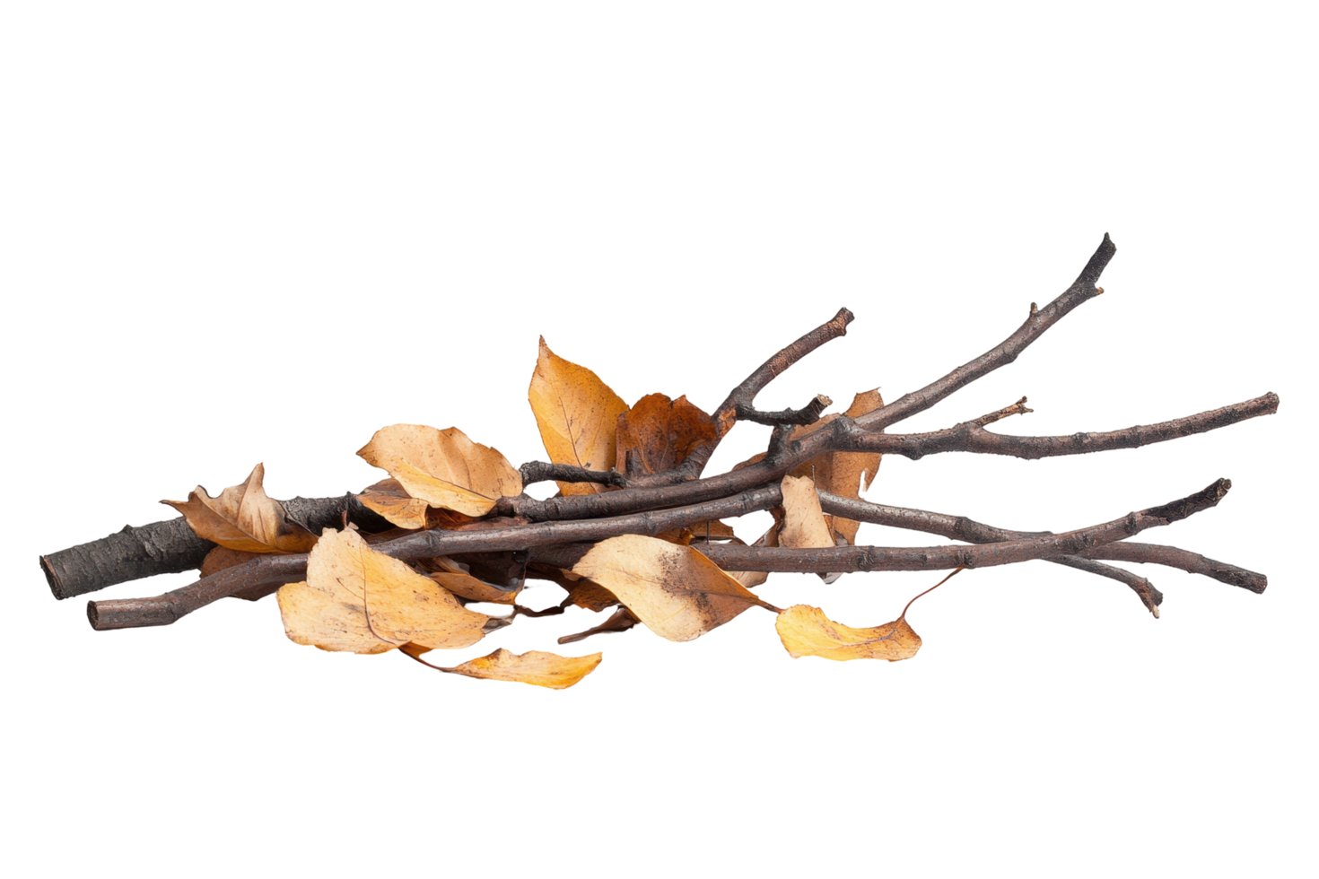 Collection of fallen autumn branches and leaves. png