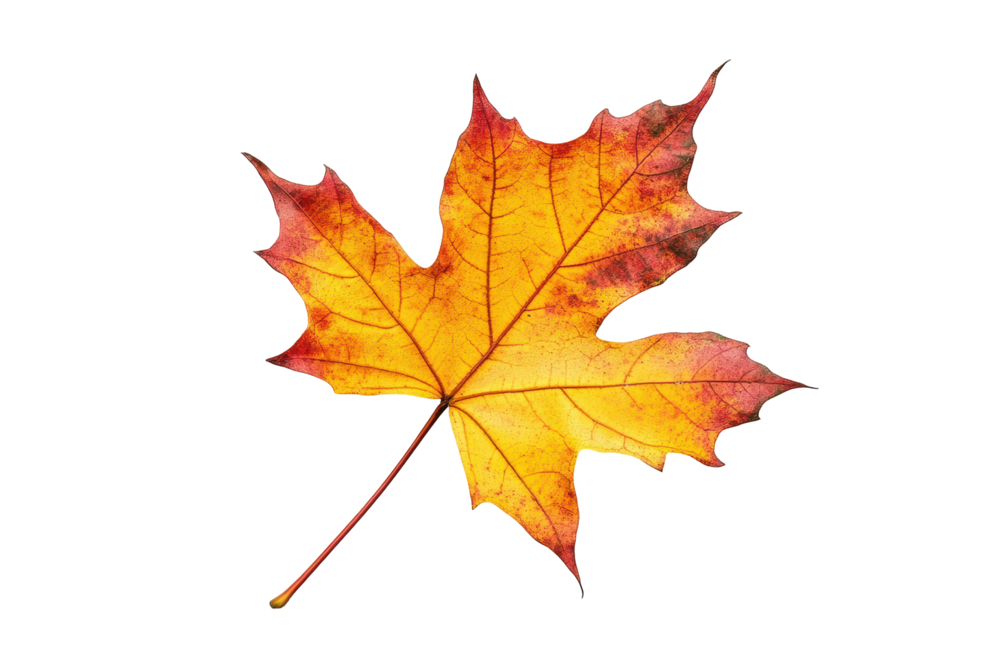 Autumnal maple leaf against a dark background png