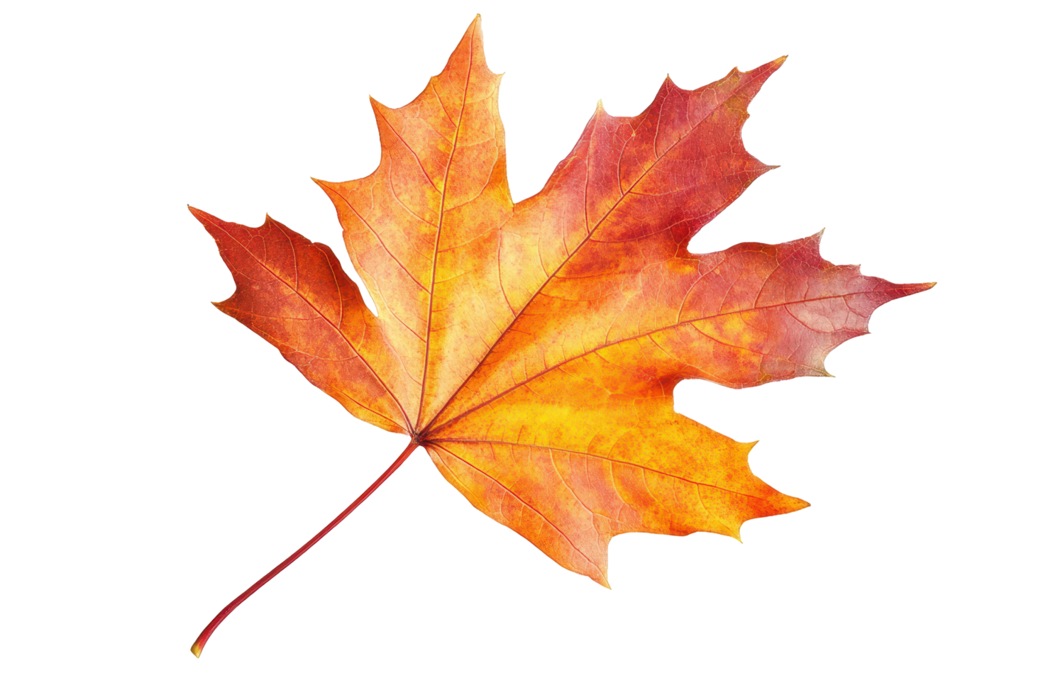 Close-up view of a vibrant autumnal maple leaf. png