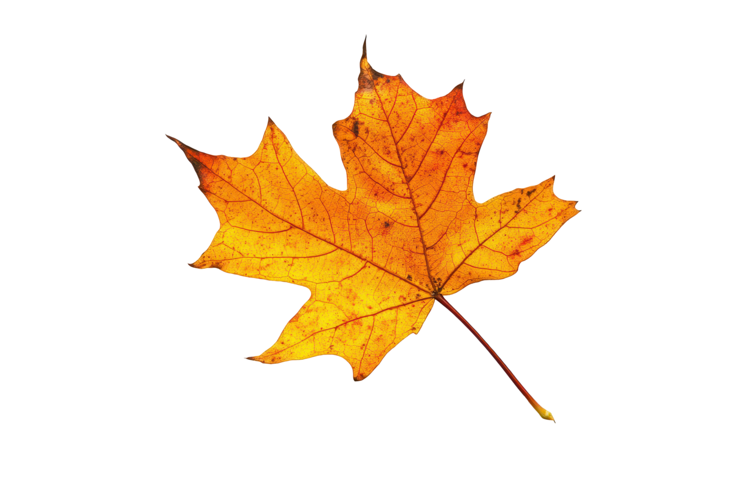 Autumnal maple leaf against a dark background. png