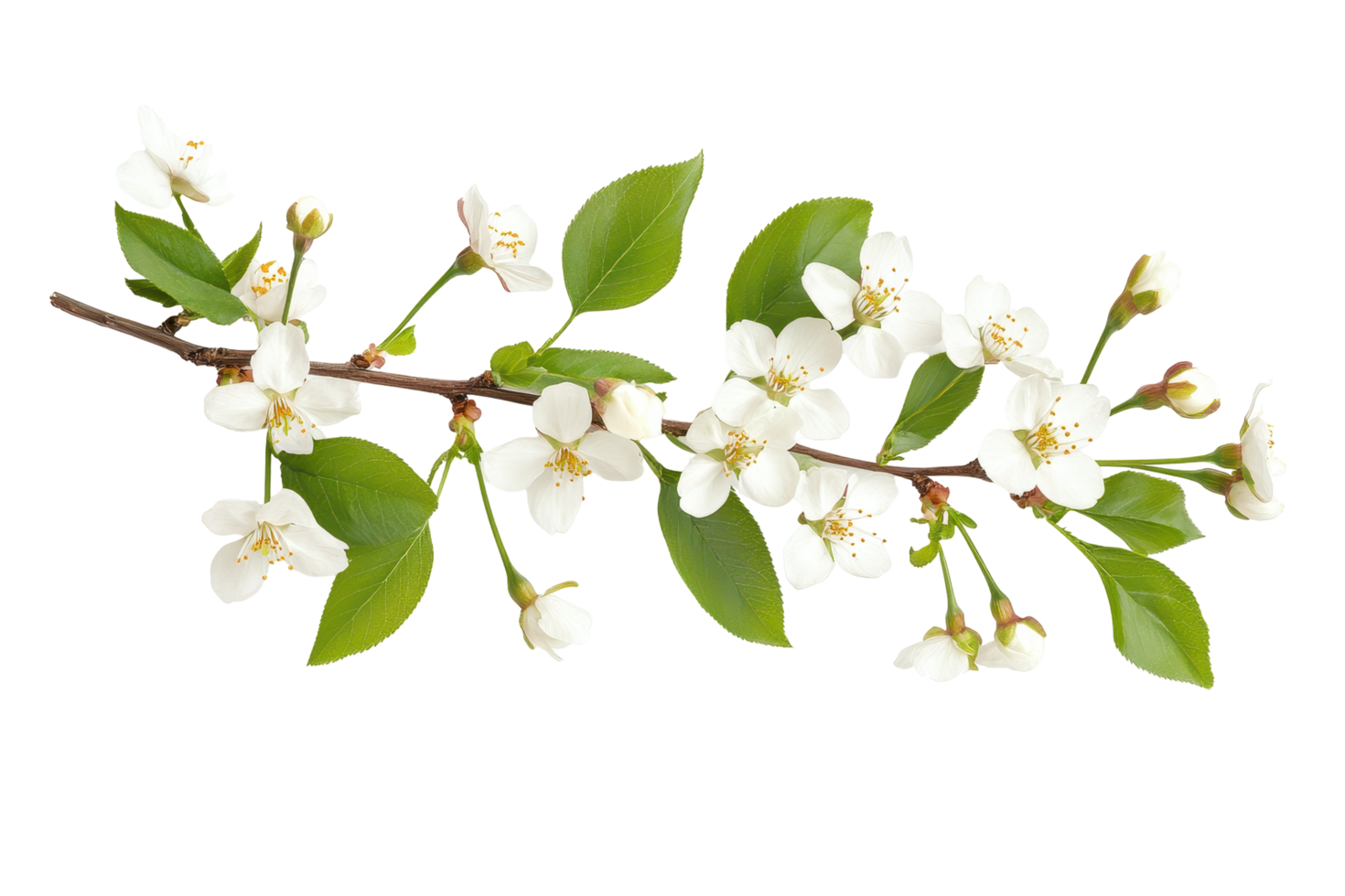 Decorative springtime blossoms on a branch, outlined in vibrant hues. png