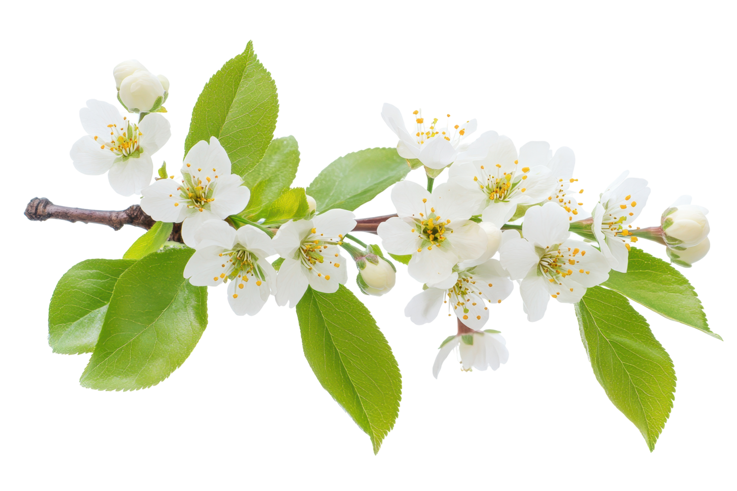 Blooming spring branch with delicate white blossoms. png
