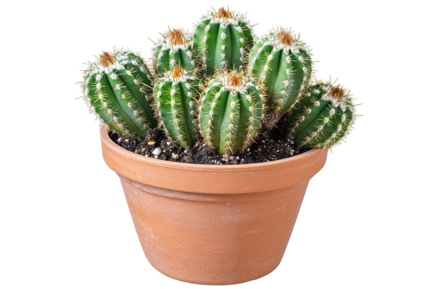 Clustered succulent in a terracotta pot. png