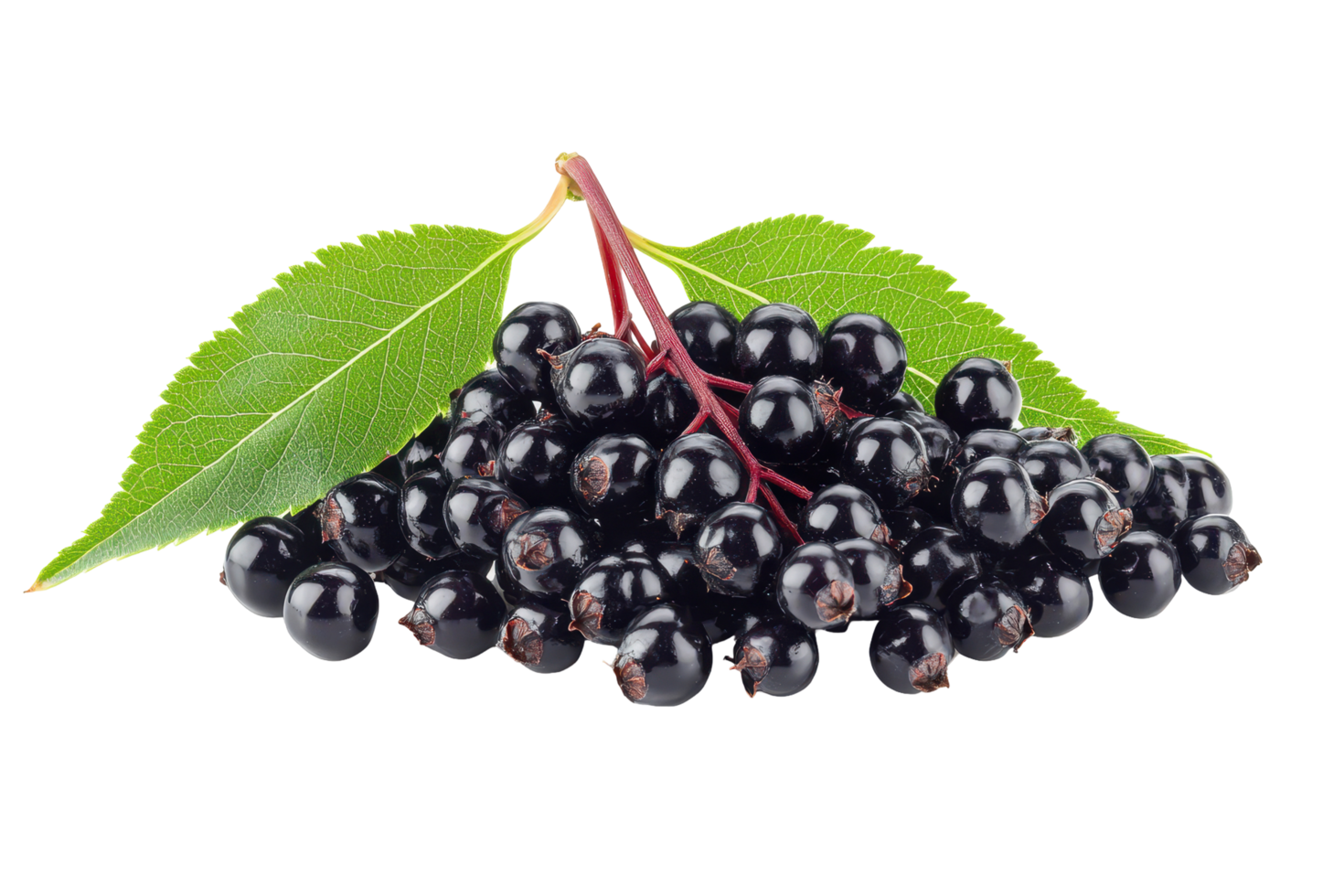 Close-up view of a cluster of dark berries and leaves. png