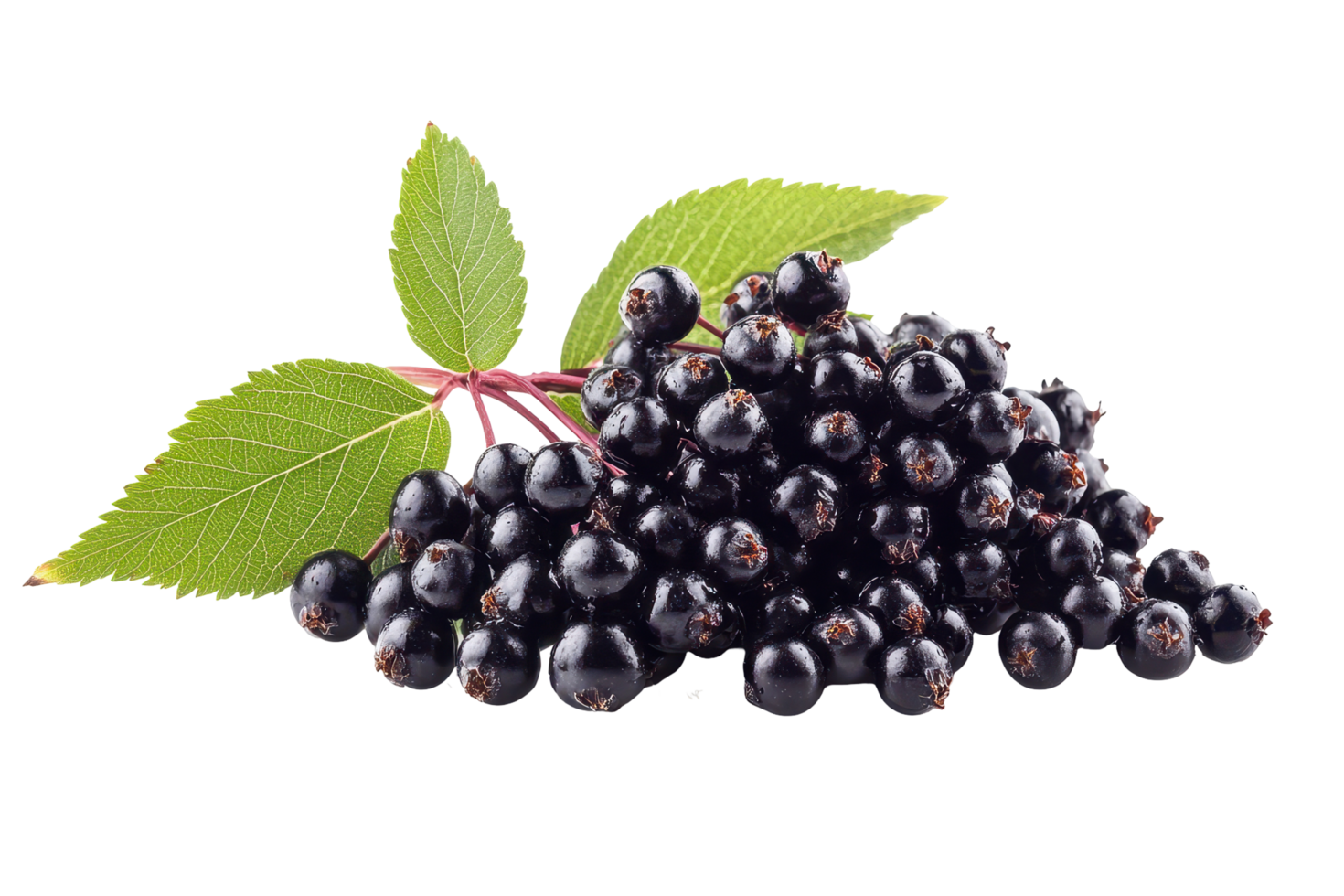 Close-up view of a cluster of dark purple berries and leaves. png