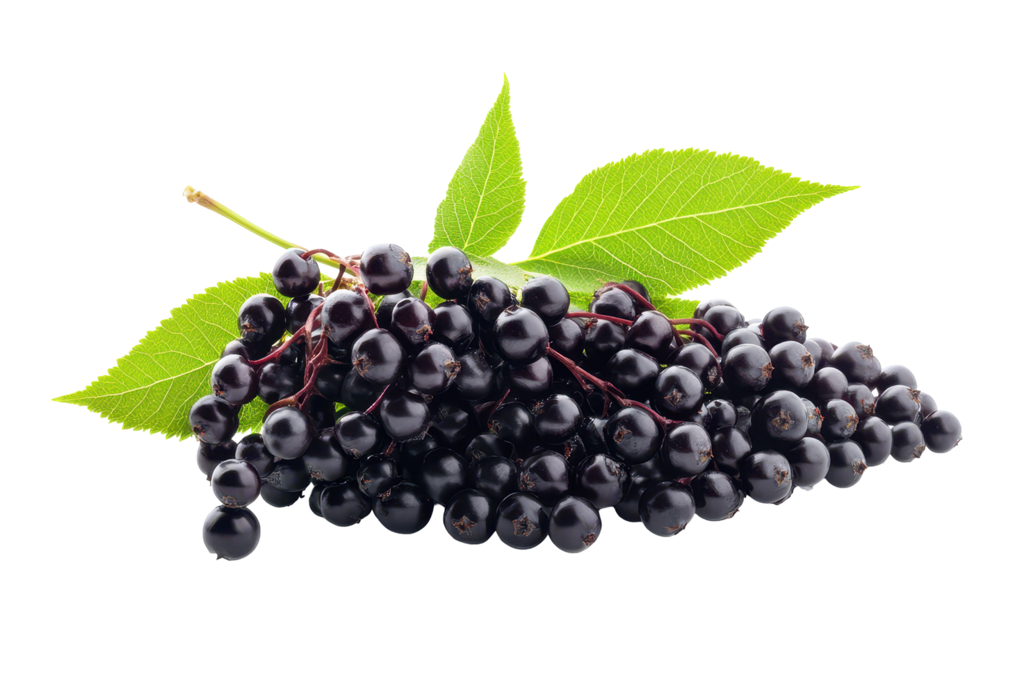 Fresh, dark elderberries with vibrant leaves on a white background. png