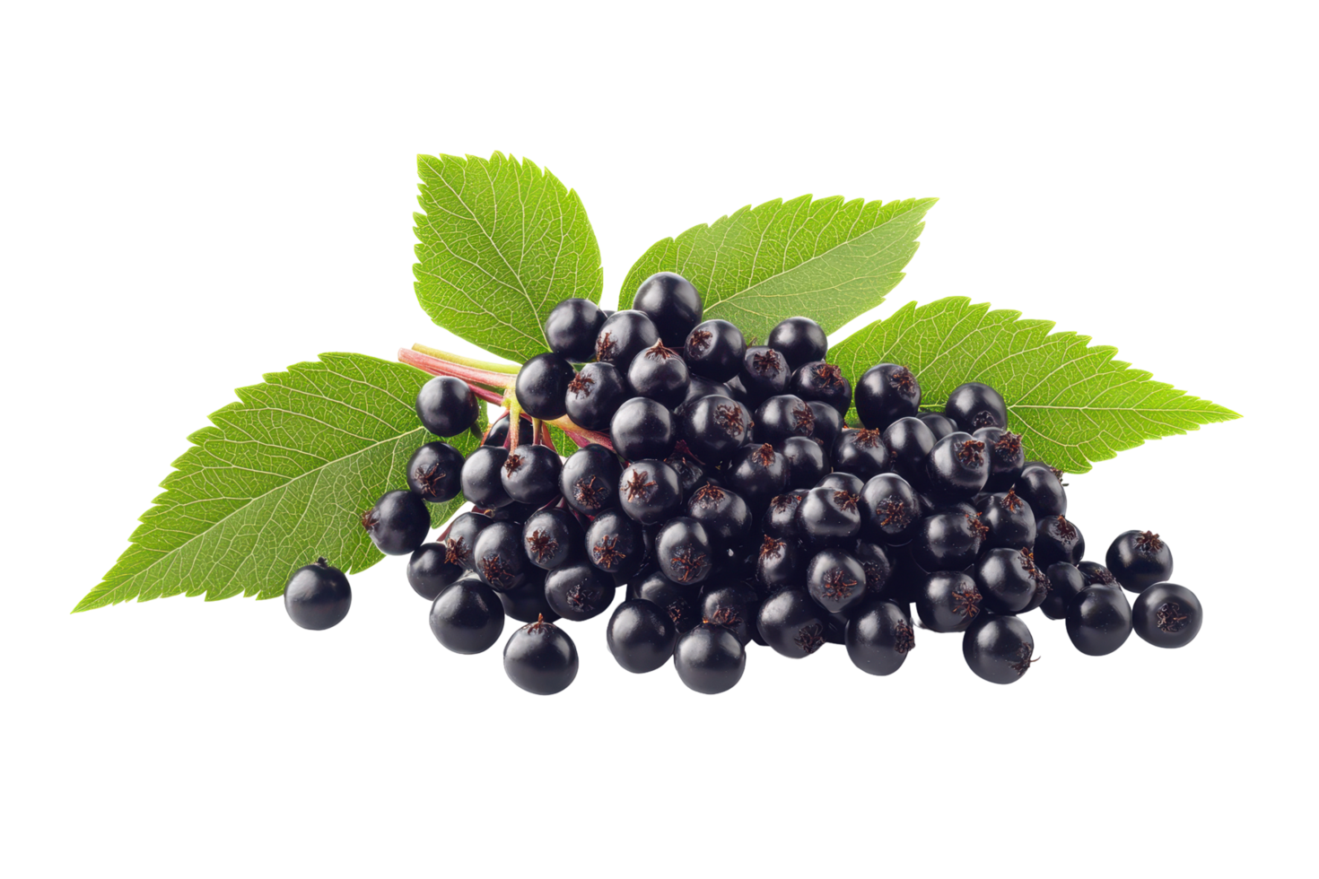 Close view of a cluster of dark berries with leaves png