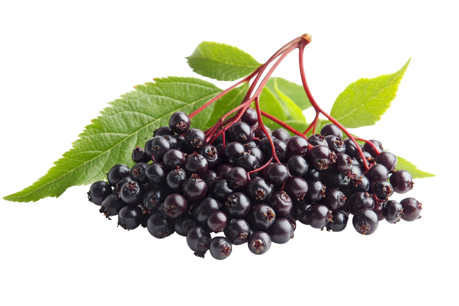Close up view of a cluster of dark purple elderberries. png