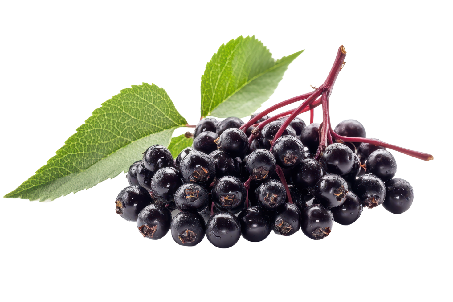 Close up view of fresh elderberries with leaves. png