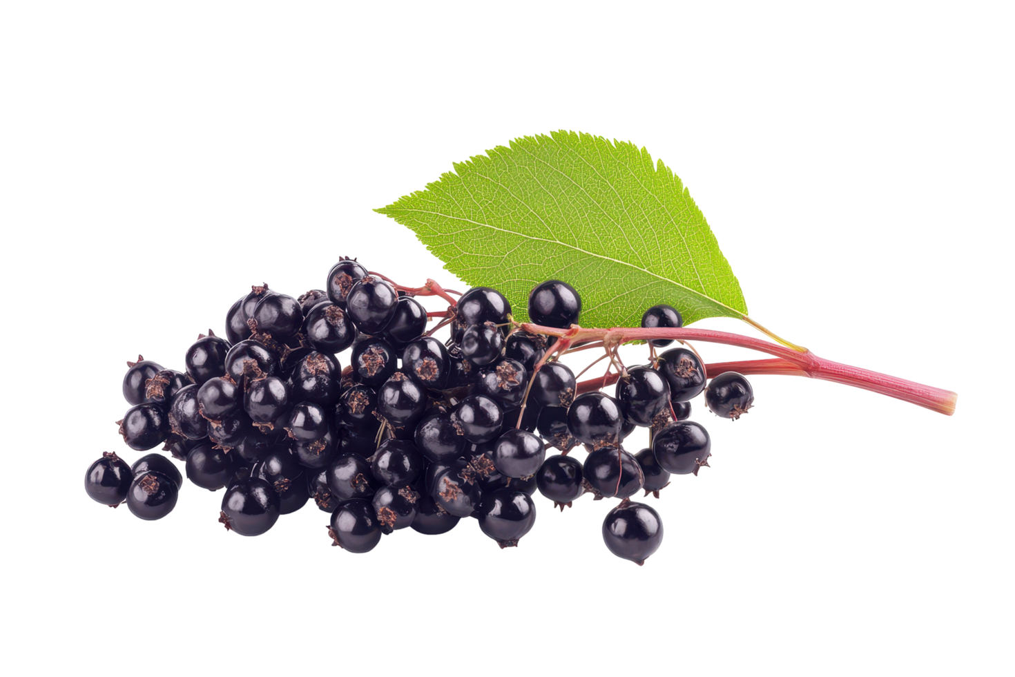 Close-up view of a cluster of dark berries with a leaf. png