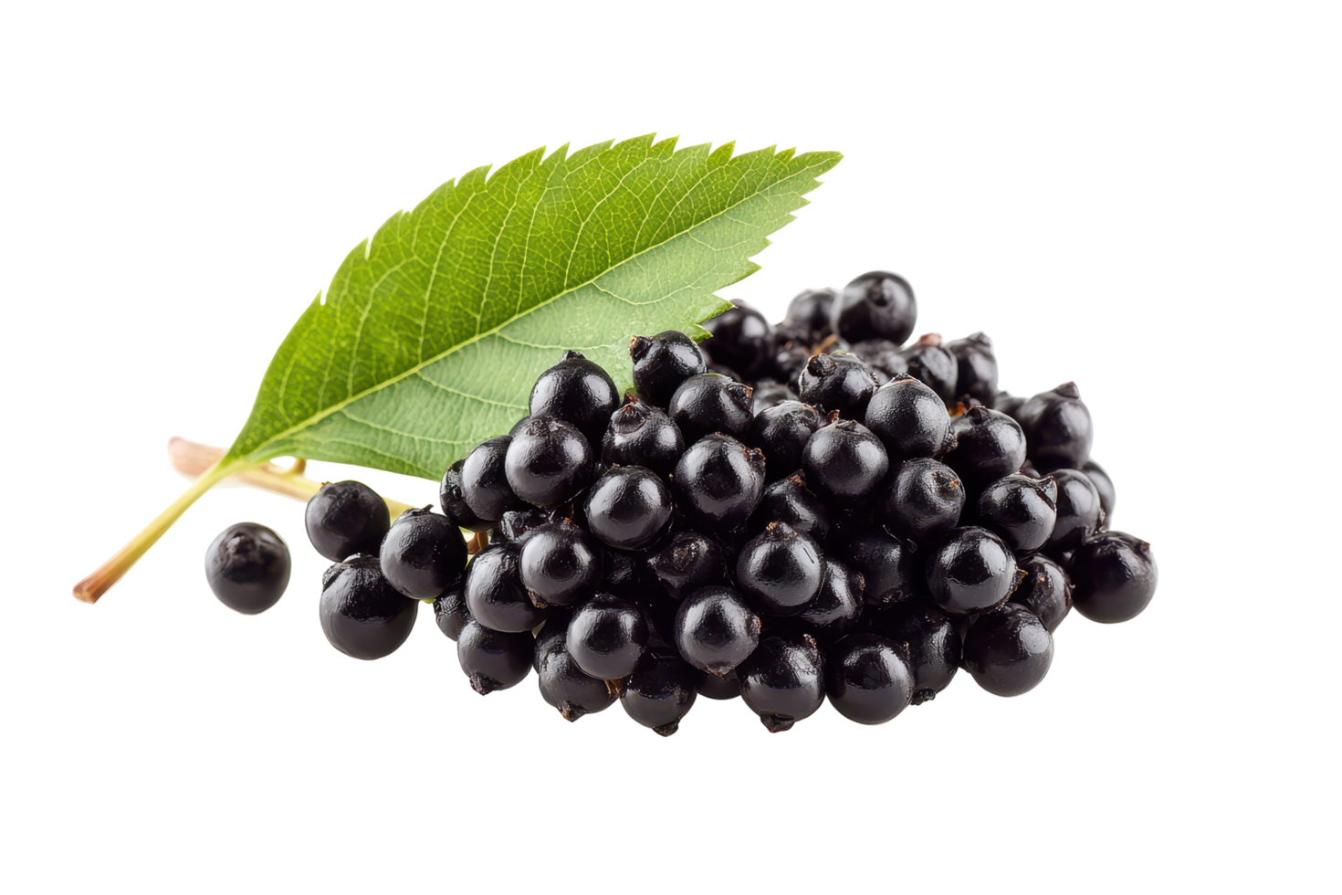 Close-up view of dark purple berries with leaves. png