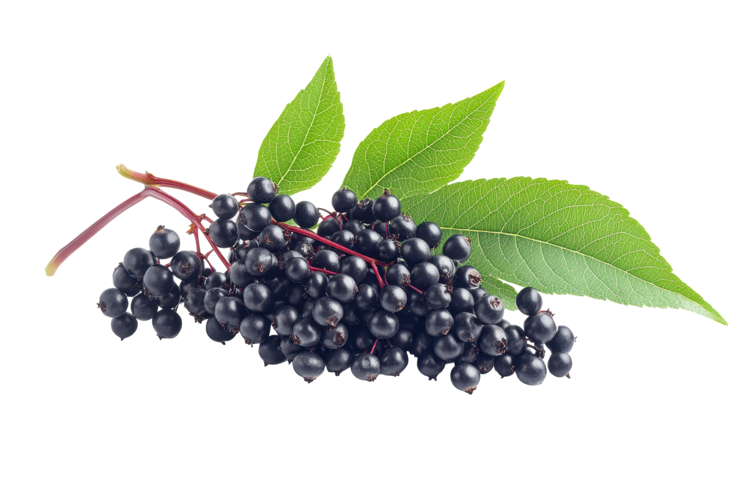 Close-up view of dark elderberries with leaves. png