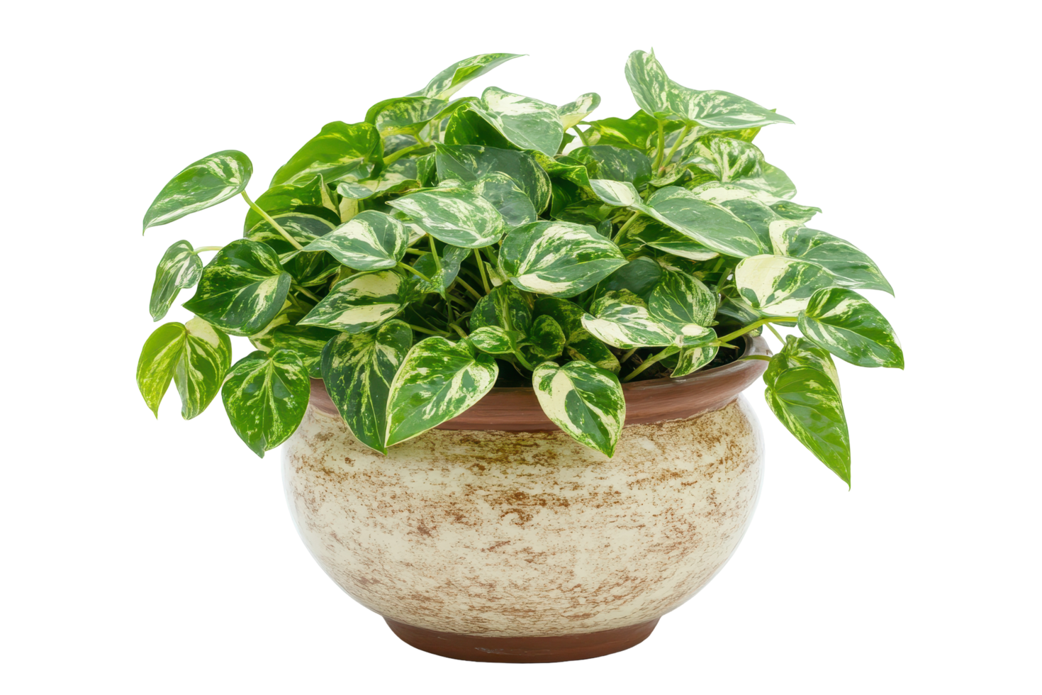 Close-up of a vibrant potted plant with intricate foliage. png