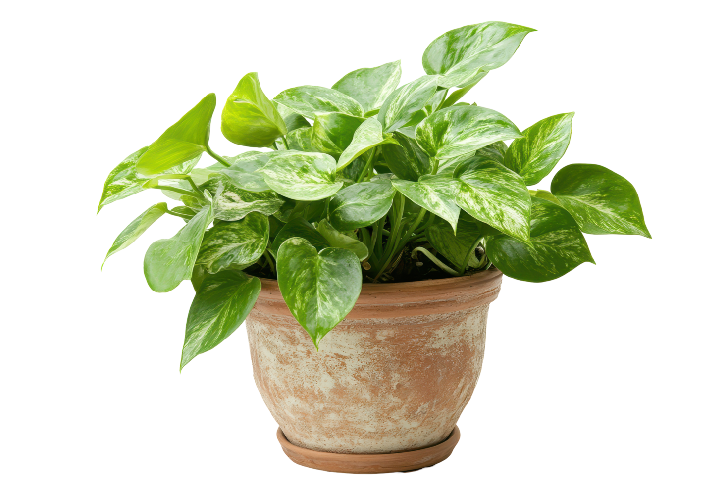 Close-up view of a potted houseplant with variegated leaves. png