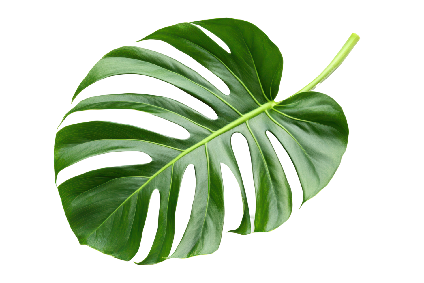 Close-up of a vibrant monstera leaf showcasing intricate details. png