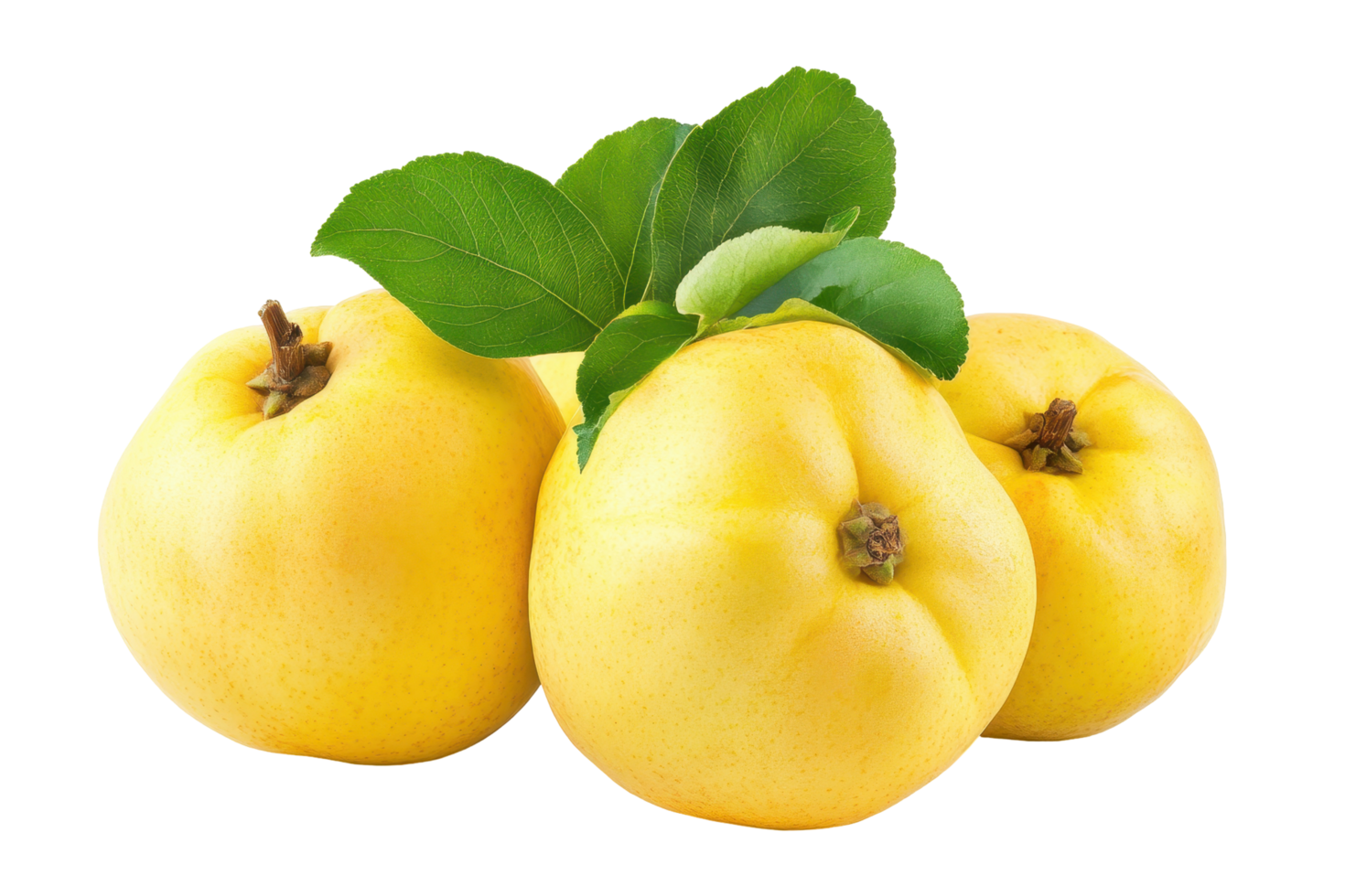 Three golden quinces, vibrant and fresh. png