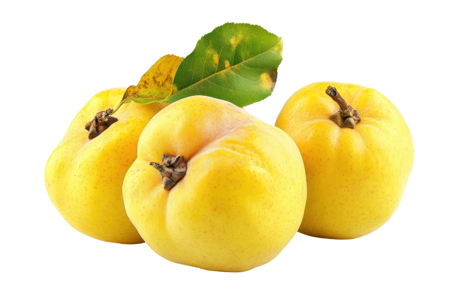 Group of three yellow quinces with leaves. png