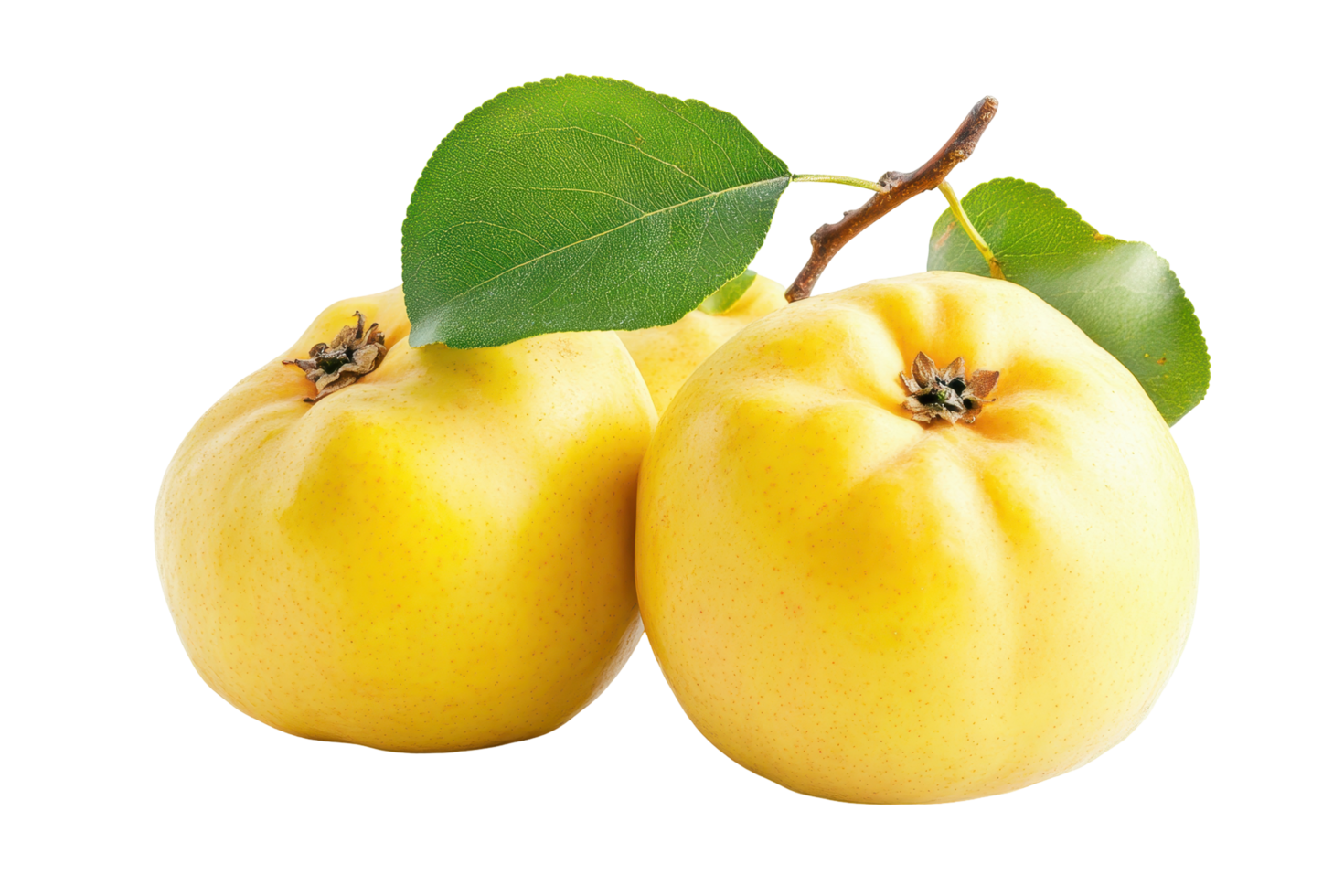 Close up view of two ripe quince fruits. png