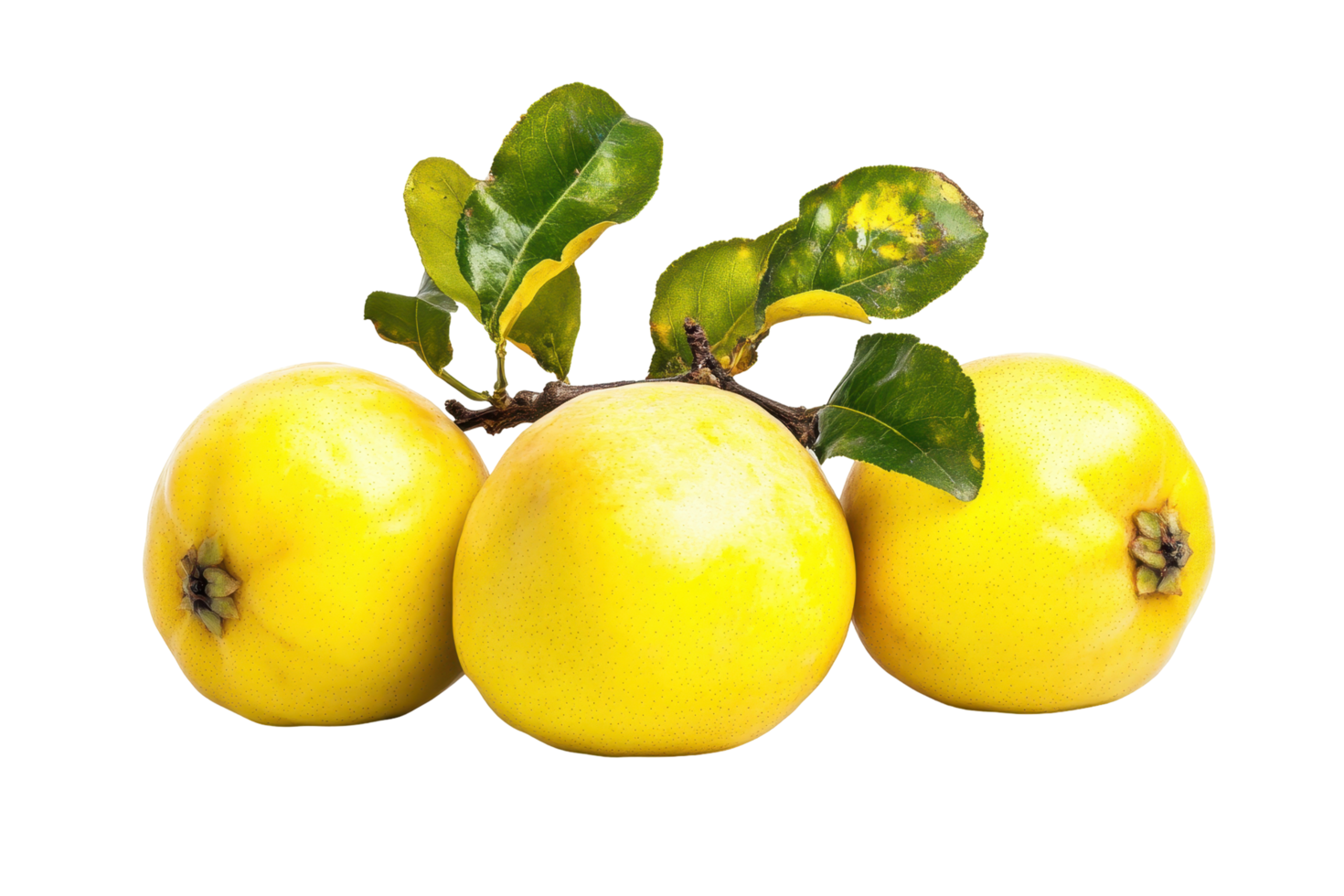 Close up view of three yellow fruits with leaves. png