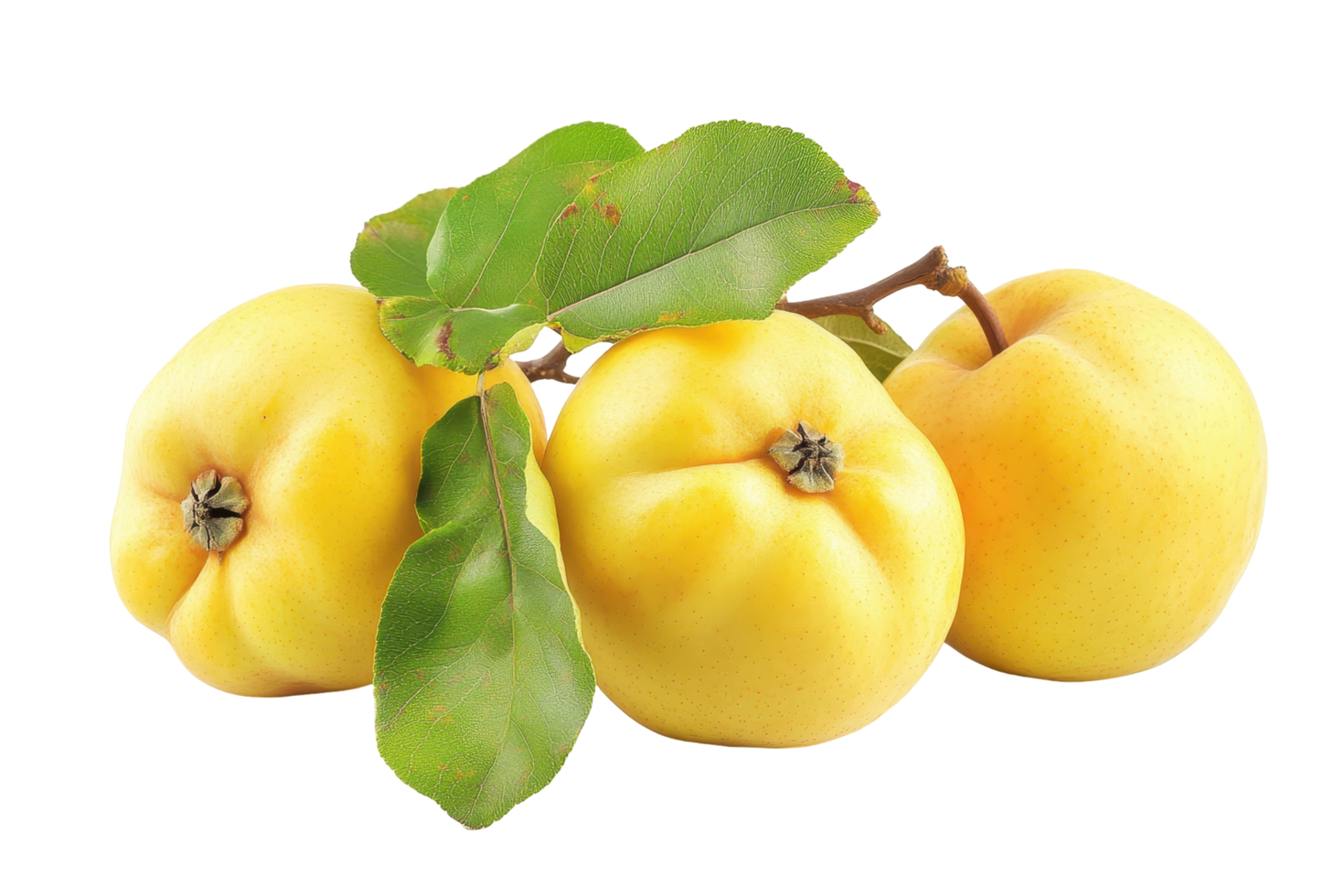 Three vibrant yellow fruits with leaves. png