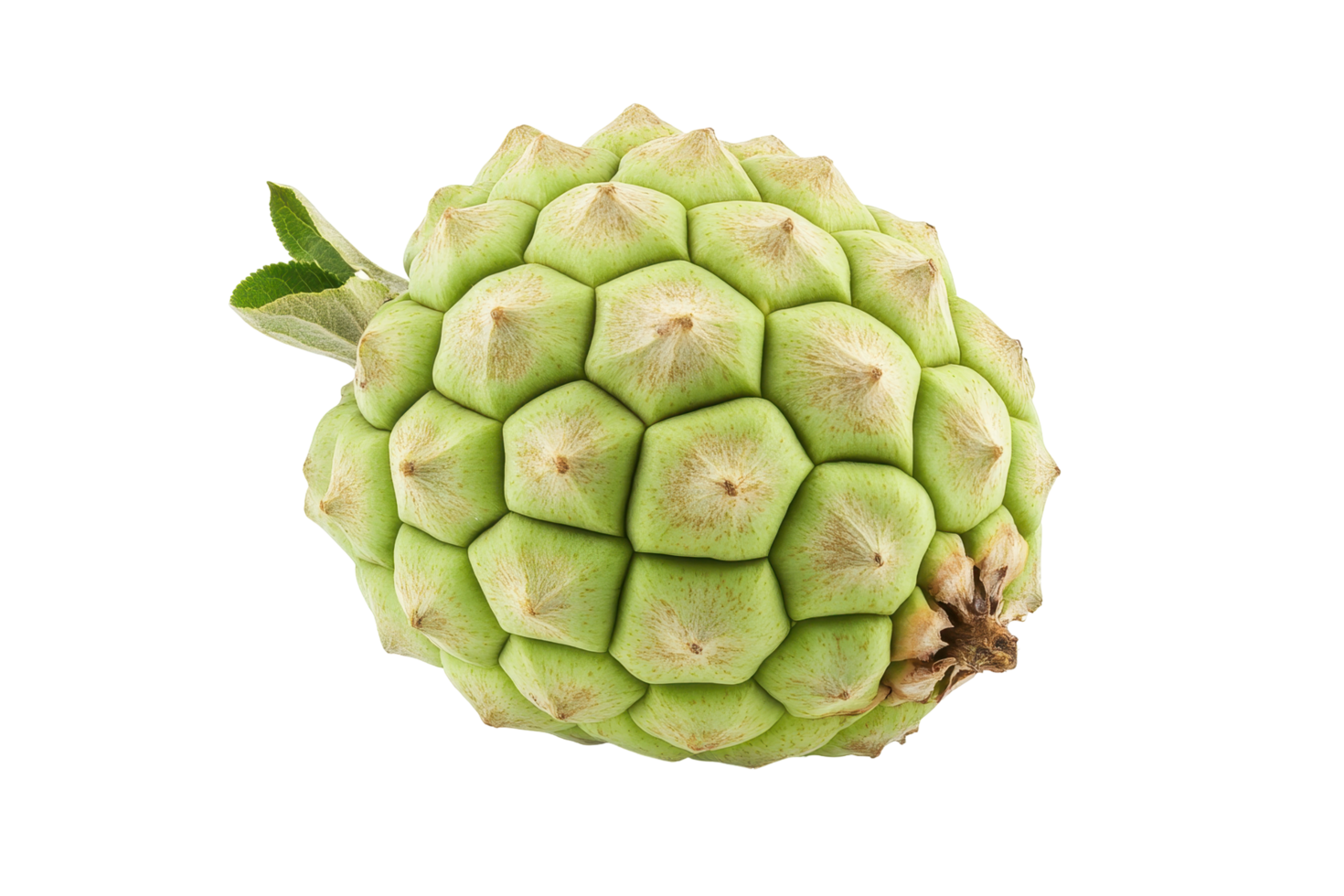 Close-up view of a light green fruit with a bumpy texture. png