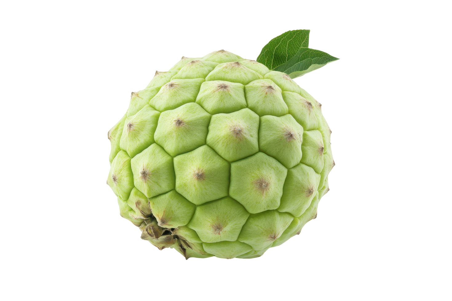 Close-up view of a textured, light green fruit. png