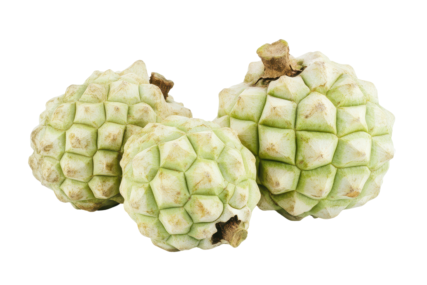 Close-up view of three textured, pale green fruits. png