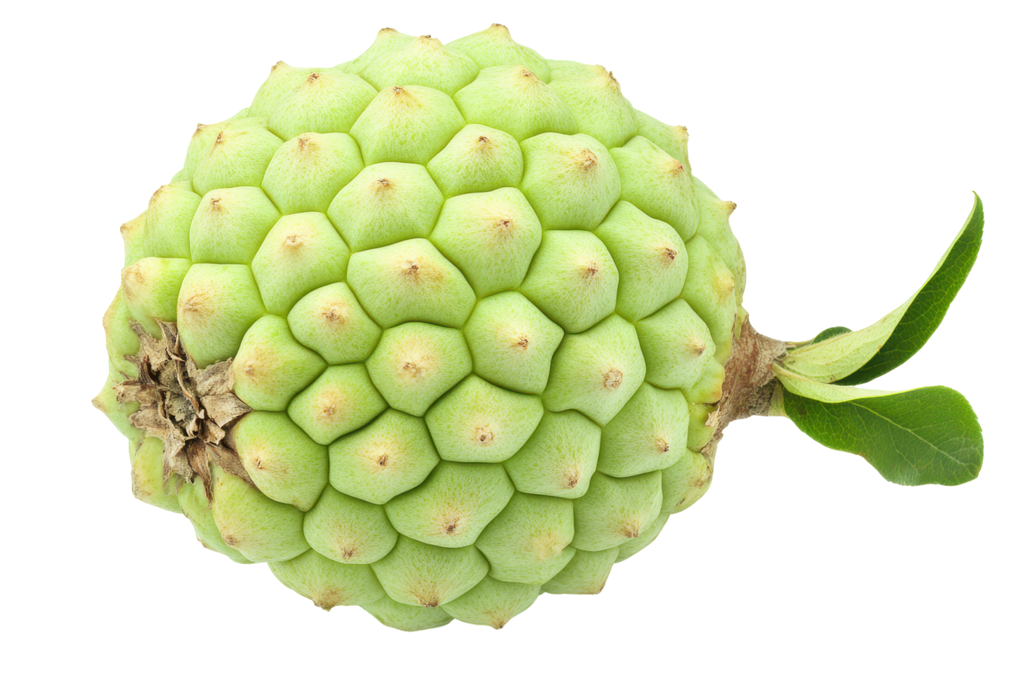 Close up view of a textured, light-green fruit png