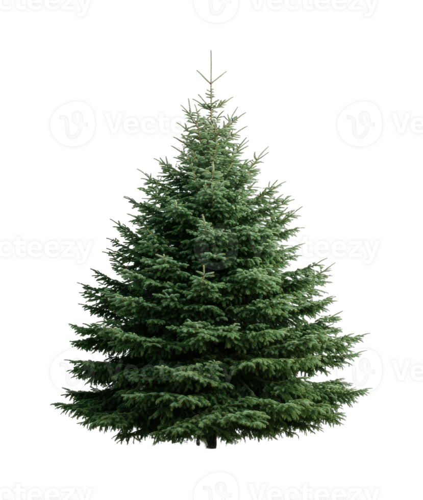 Lush green evergreen tree isolated against black background png