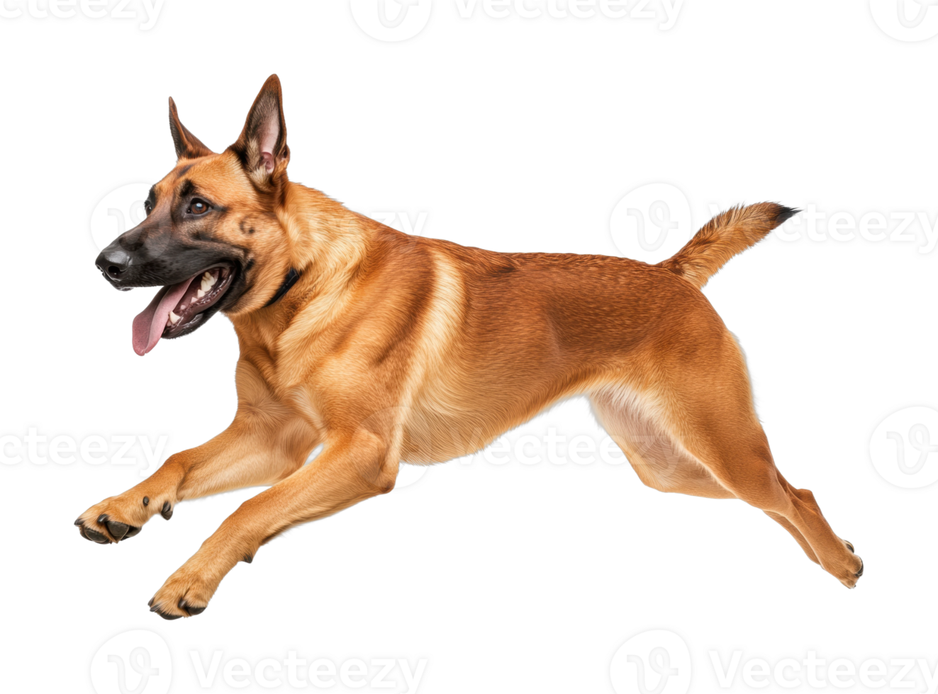 Energetic belgian malinois dog leaping forward with tongue out png
