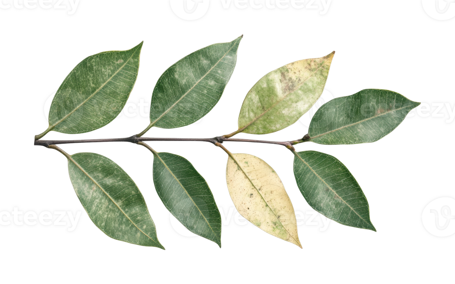 Natural green leaf arrangement displaying variations in color and texture png