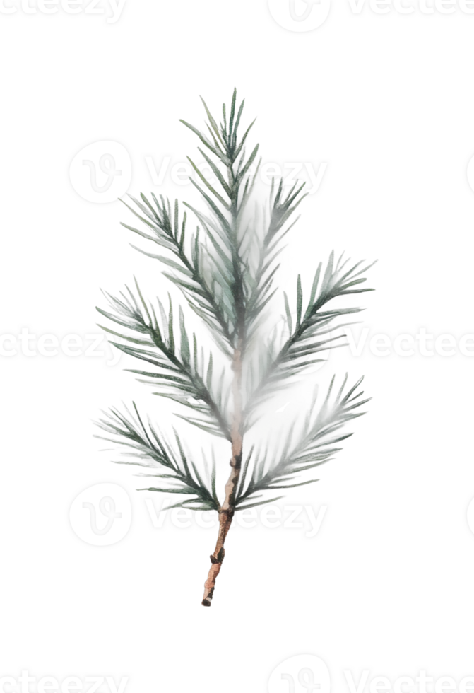 Evergreen pine branch with lush needles png
