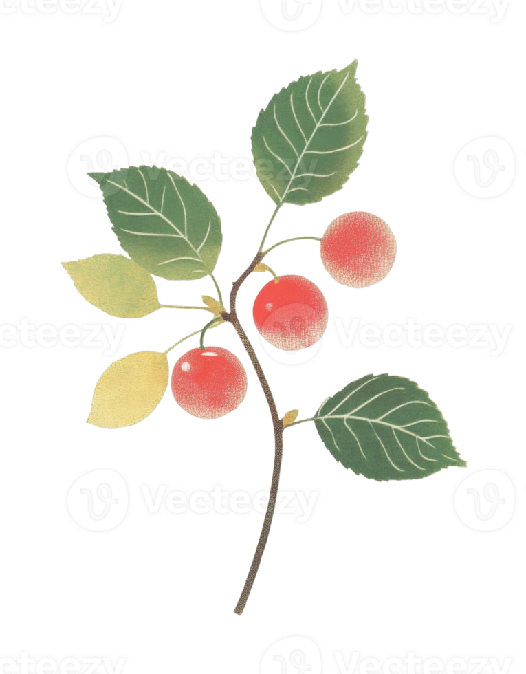 Botanical illustration of cherry branch with leaves and red fruits png