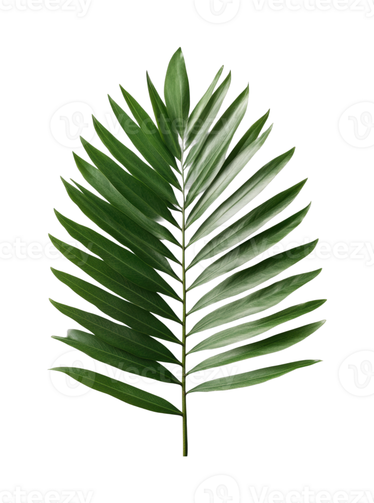 Lush green palm leaf with symmetrical fronds png