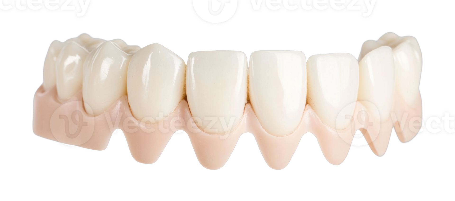 Dental prosthetics display of human teeth model png