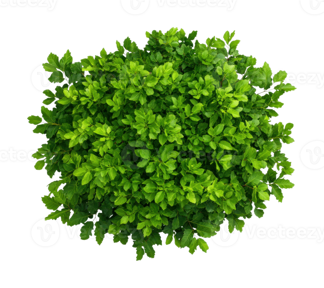 Lush green shrub top view foliage plant png