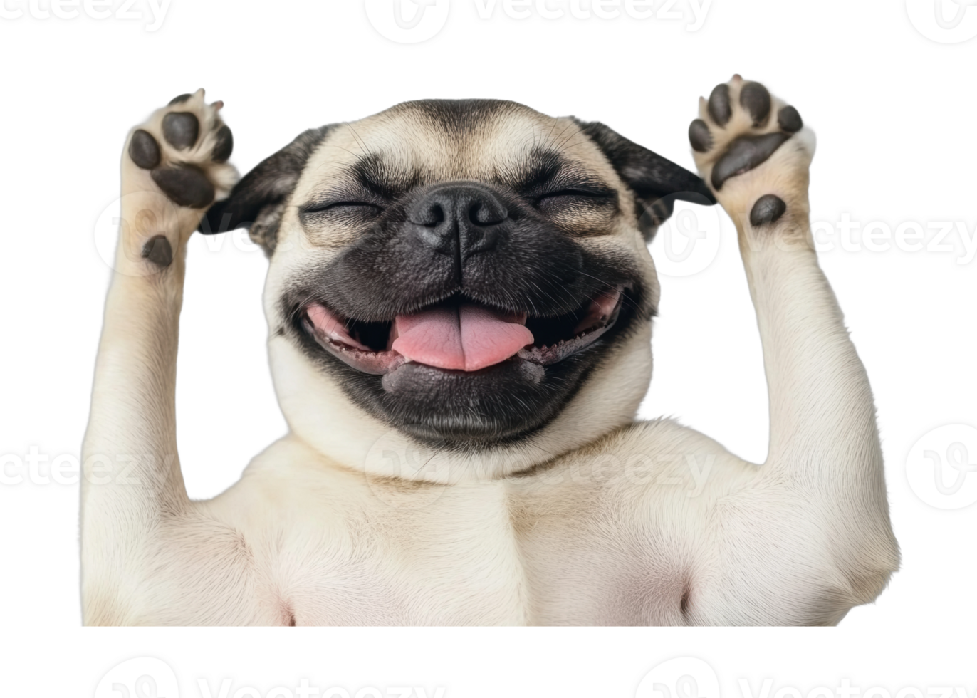 Happy pug puppy smiling with paws up in joyful expression png