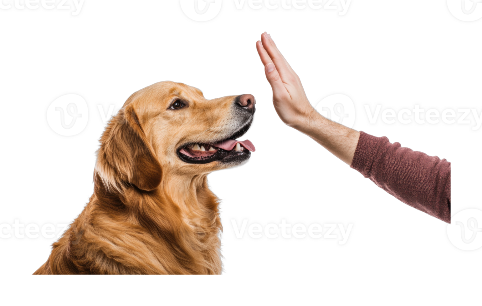 Golden retriever responding to high five from caucasian male adult png