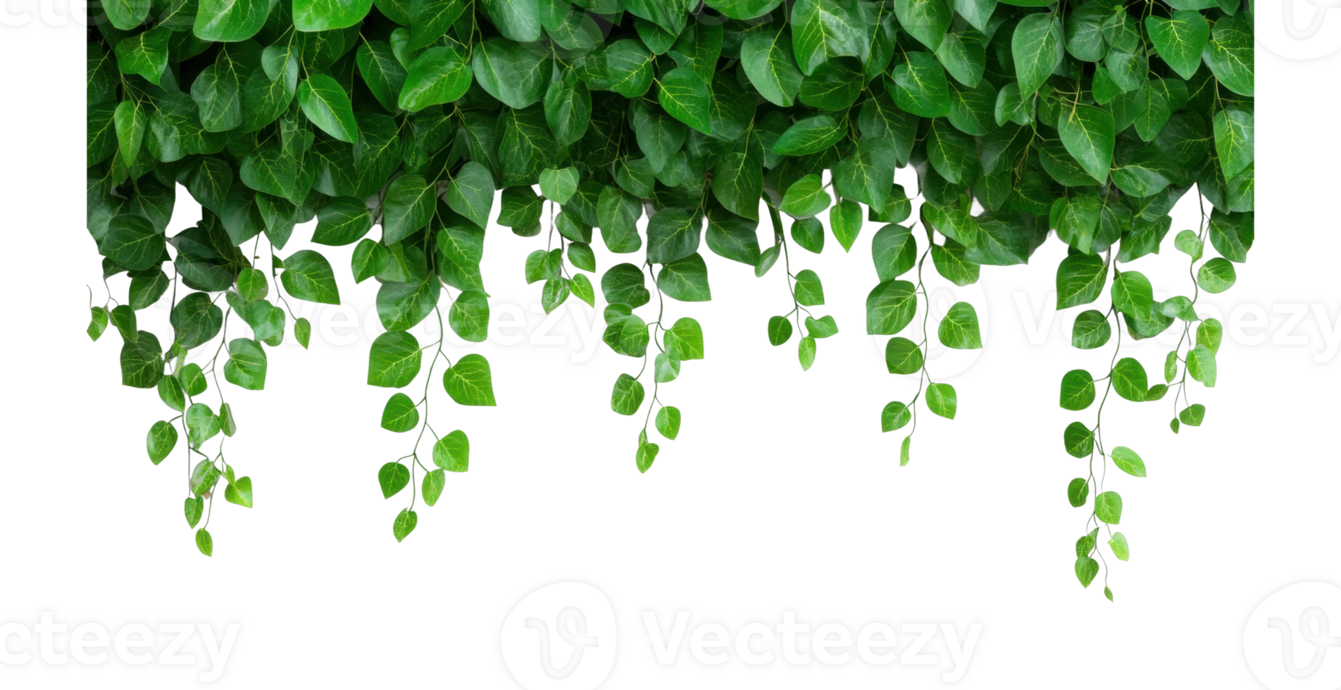 Lush green vine foliage hanging downward in natural pattern png