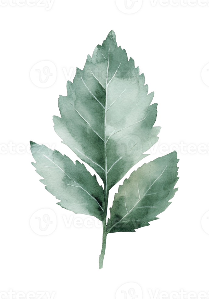 Artistic watercolor leaf with detailed veins png
