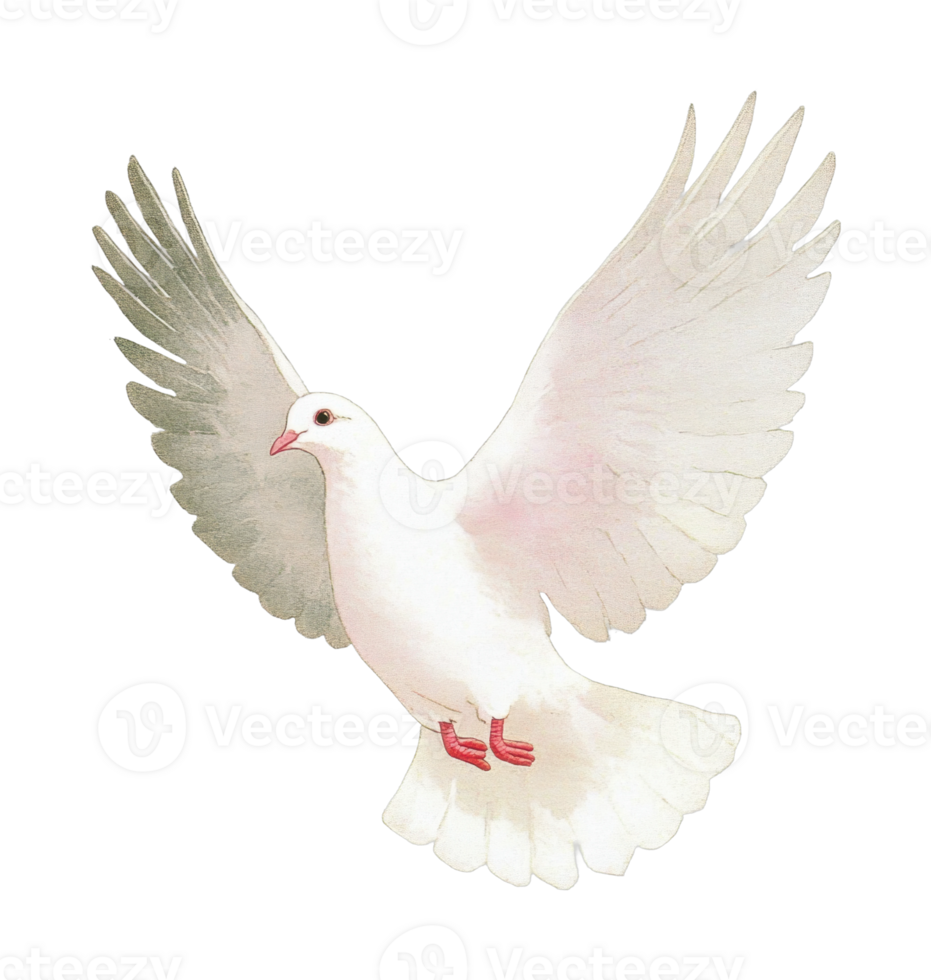 Graceful dove in flight with outstretched wings png
