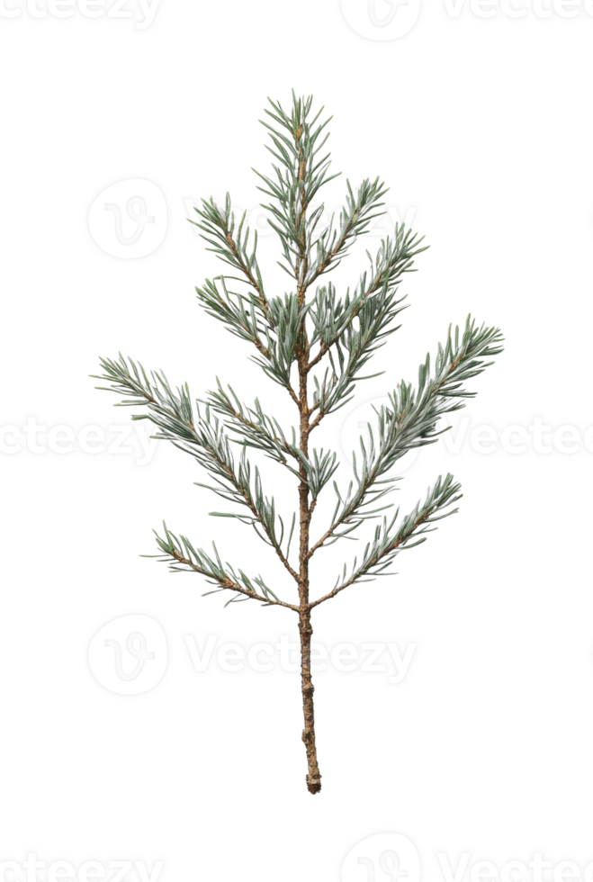 Detailed close-up of a green pine branch with needle-like leaves png