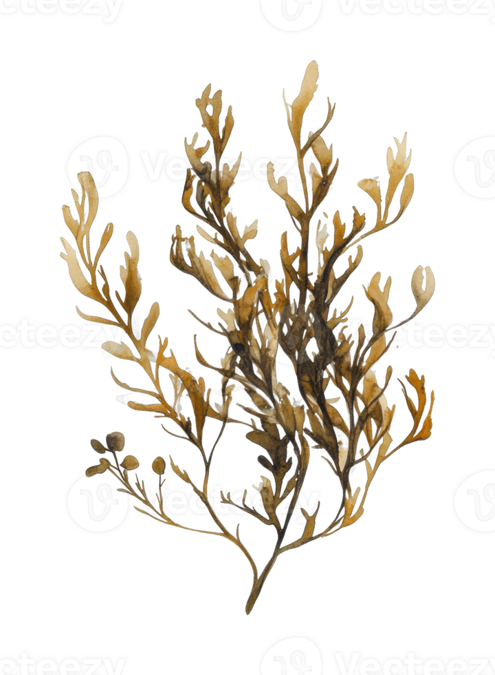 Golden botanical illustration of delicate seaweed branch png