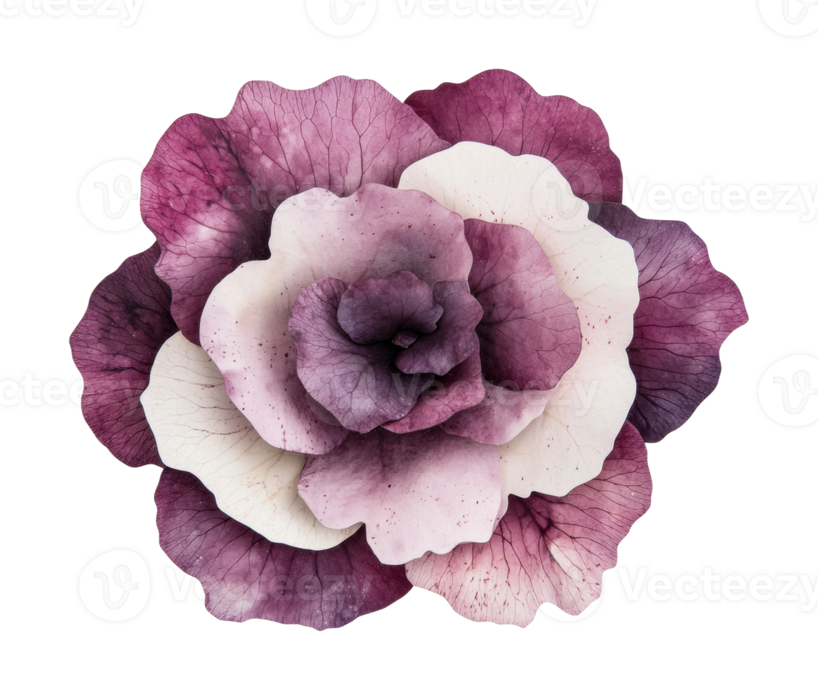 Vibrant purple and white cabbage rose bloom close-up png