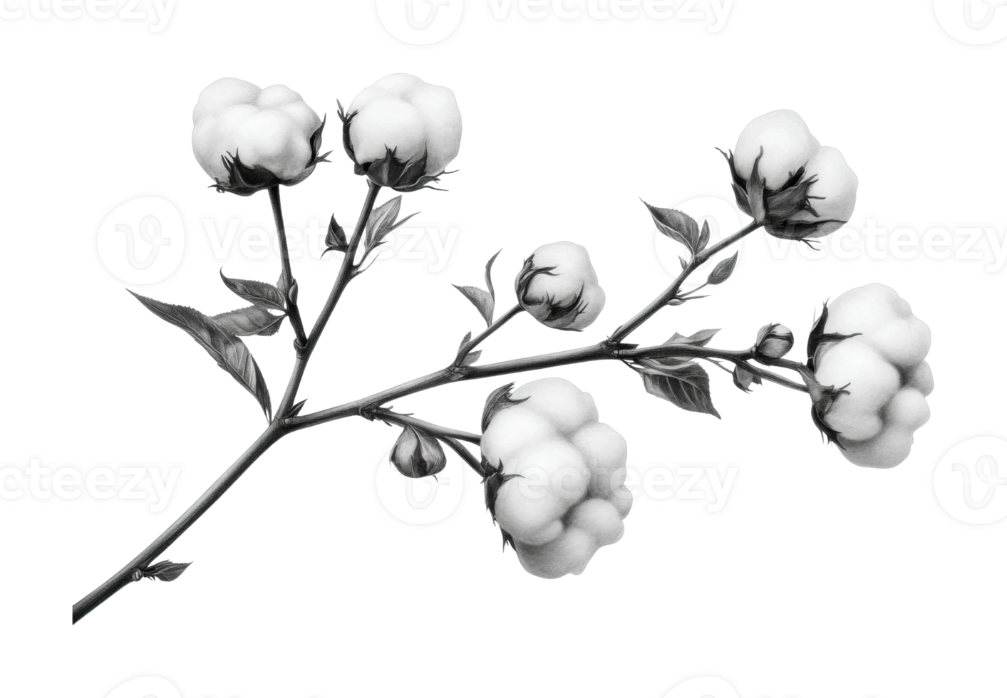 Cotton plant branch with multiple fluffy bolls png