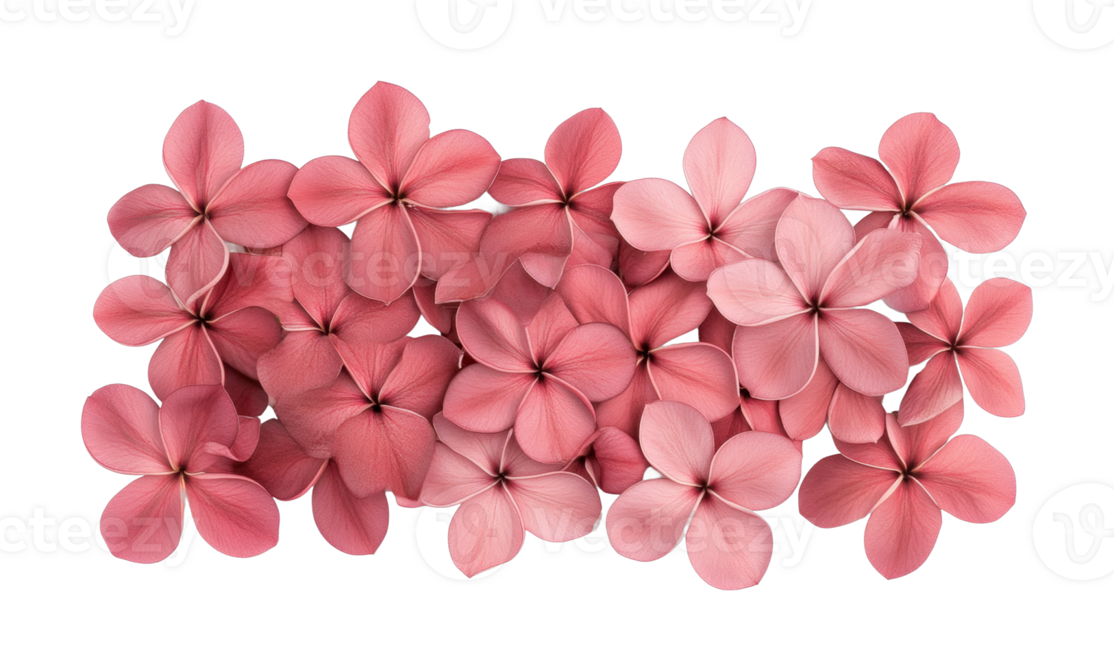 Vibrant pink plumeria blooms displayed in symmetrical pattern png