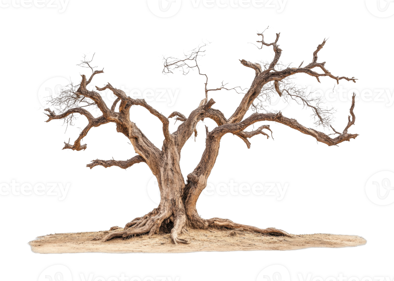 Ancient gnarled tree with twisted branches on barren ground png