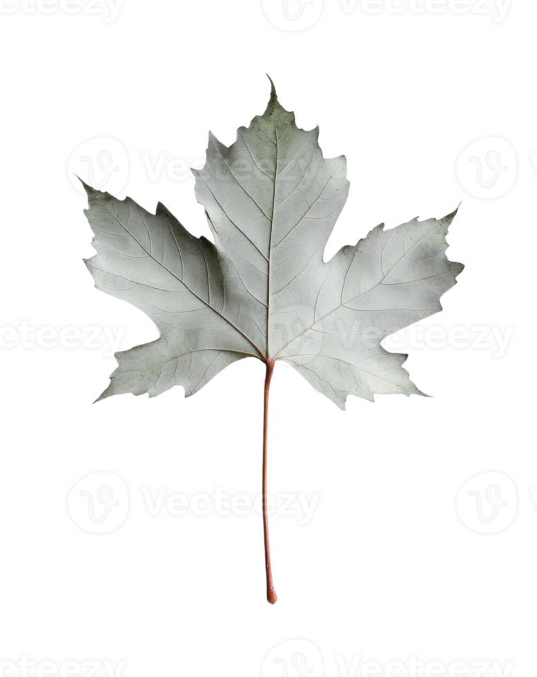 Detailed close-up of a silver maple leaf on black png